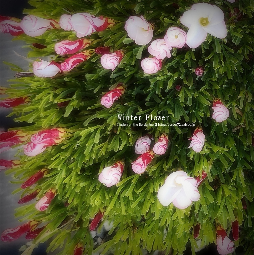 Winter Flower 2018 その3_d0351122_13215590.jpg