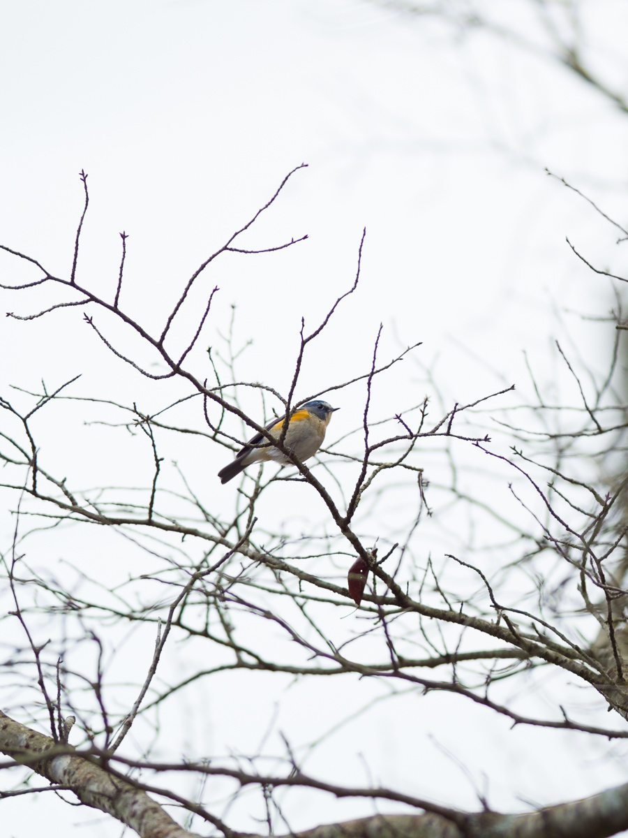 1月14日　深山公園　鳥見散策_c0021726_23273738.jpg