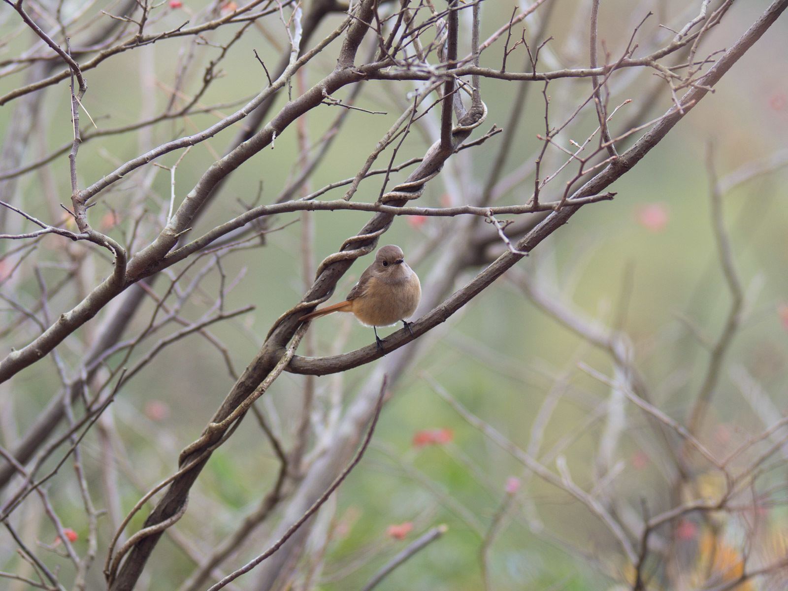 1月14日　深山公園　鳥見散策_c0021726_23275392.jpg