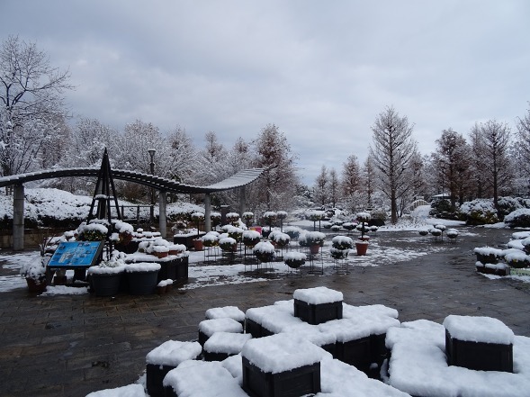 雪のアイスチューリップ 草津水生植物園水の森 彩の気まぐれ写真