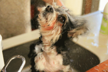 c0145250_09471870.gif