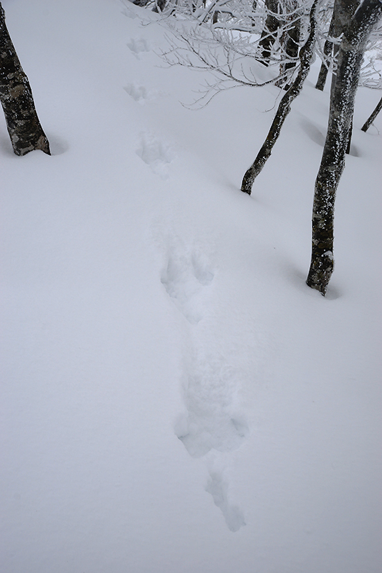 正月明けのダイエッ登山　＠東谷山_f0016656_22532352.jpg