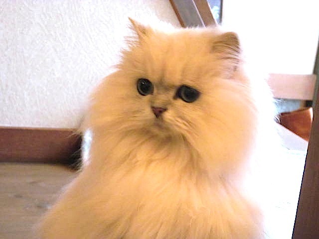 このうしろ姿がたまりませんなあ、猫のおしりちゃん!_f0129557_16342690.jpg