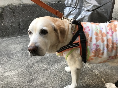 f0315081_22154441.jpeg