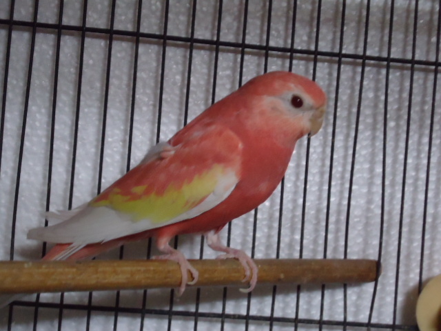 アキクサインコファミリ_f0244784_06263494.jpg