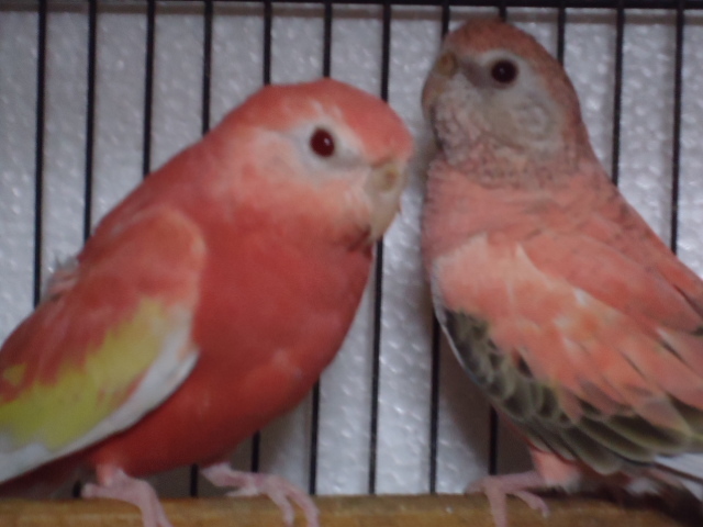 アキクサインコファミリ_f0244784_11363062.jpg