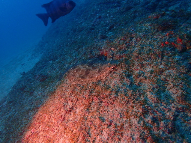 e0115199_14422753.jpg