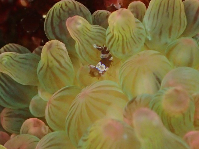 e0115199_15523263.jpg