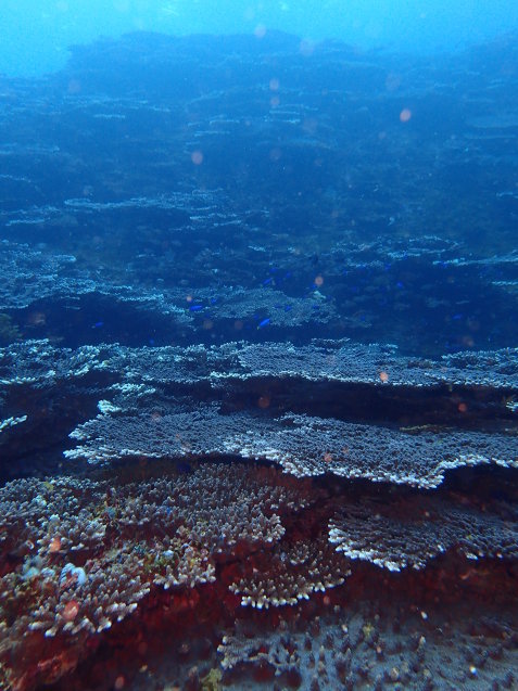 e0115199_15555080.jpg
