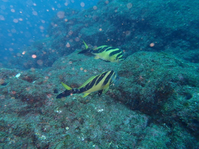 e0115199_17565020.jpg
