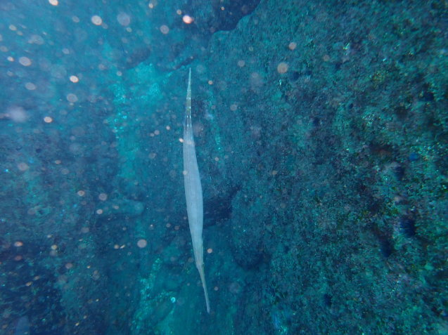e0115199_17570071.jpg