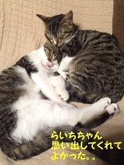 猫たち、幸せ賀状！_f0242002_19460742.jpg