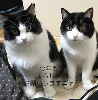 猫たち、幸せ賀状！_f0242002_23364620.jpg