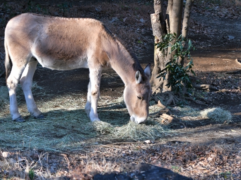 最近のミンミン_a0164204_13453027.jpg