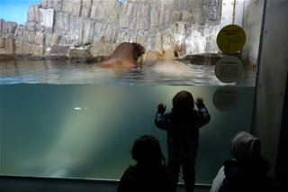 雨の日のお出掛け ～Aquarium am Meer～_e0371304_01484644.jpg