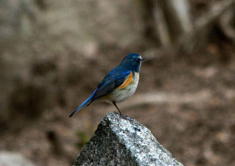 冬の青い鳥_d0360910_16495096.jpg