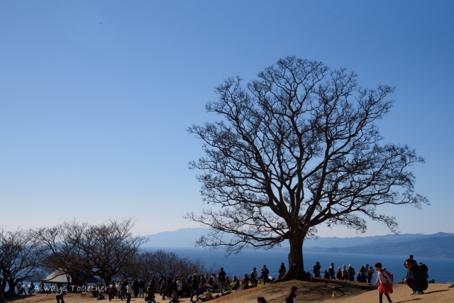 気になる木 **吾妻山公園**_c0319240_22471974.jpg