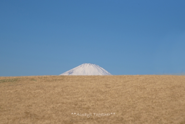 気になる木 **吾妻山公園**_c0319240_22524315.jpg