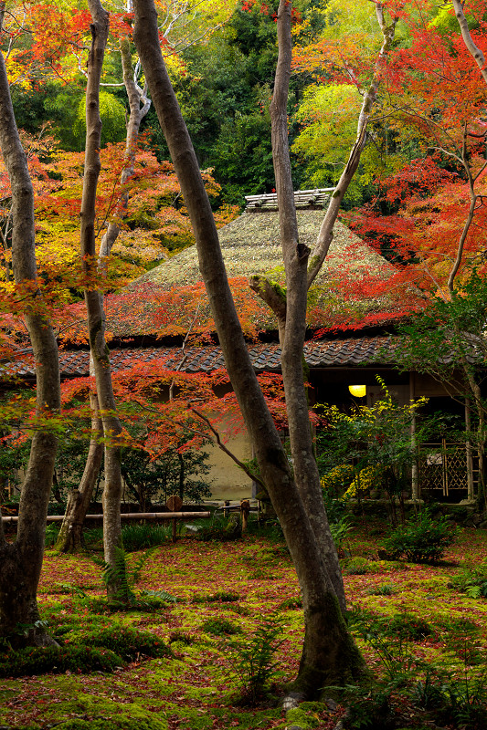 京都の紅葉2017 彩りの祇王寺_f0155048_011092.jpg