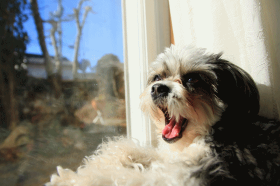 c0145250_09244902.gif