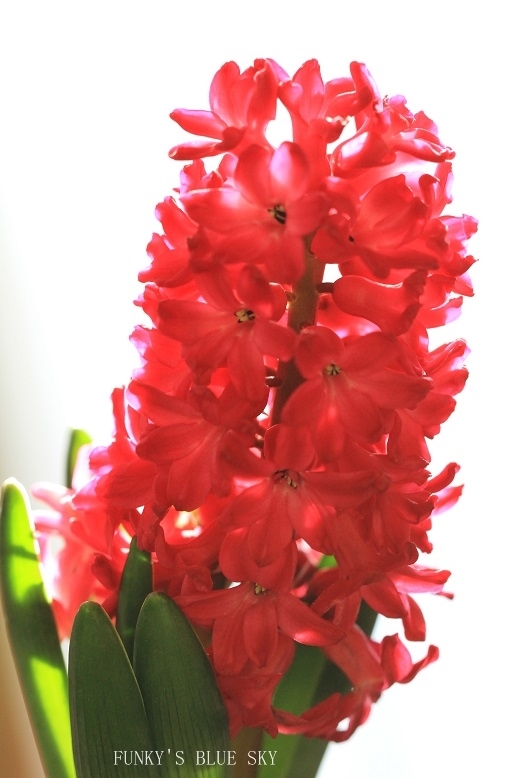 c0145250_09251266.jpg
