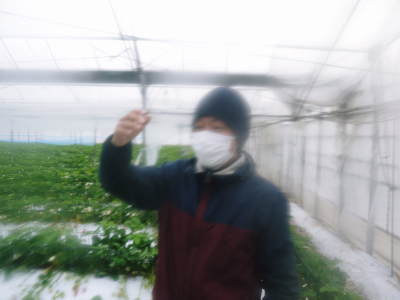 熊本イチゴ『熊紅(ゆうべに)』 美味しさと安全にこだわる朝採りの新鮮イチゴを数量限定で大好評販売中!_a0254656_17402203.jpg