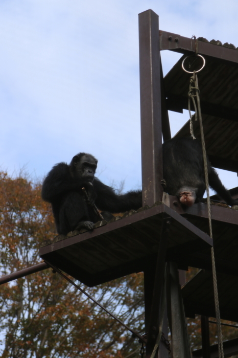 千葉市動物公園　ニシゴリラさんとチンパンジーさん♪_d0152261_13272137.jpg