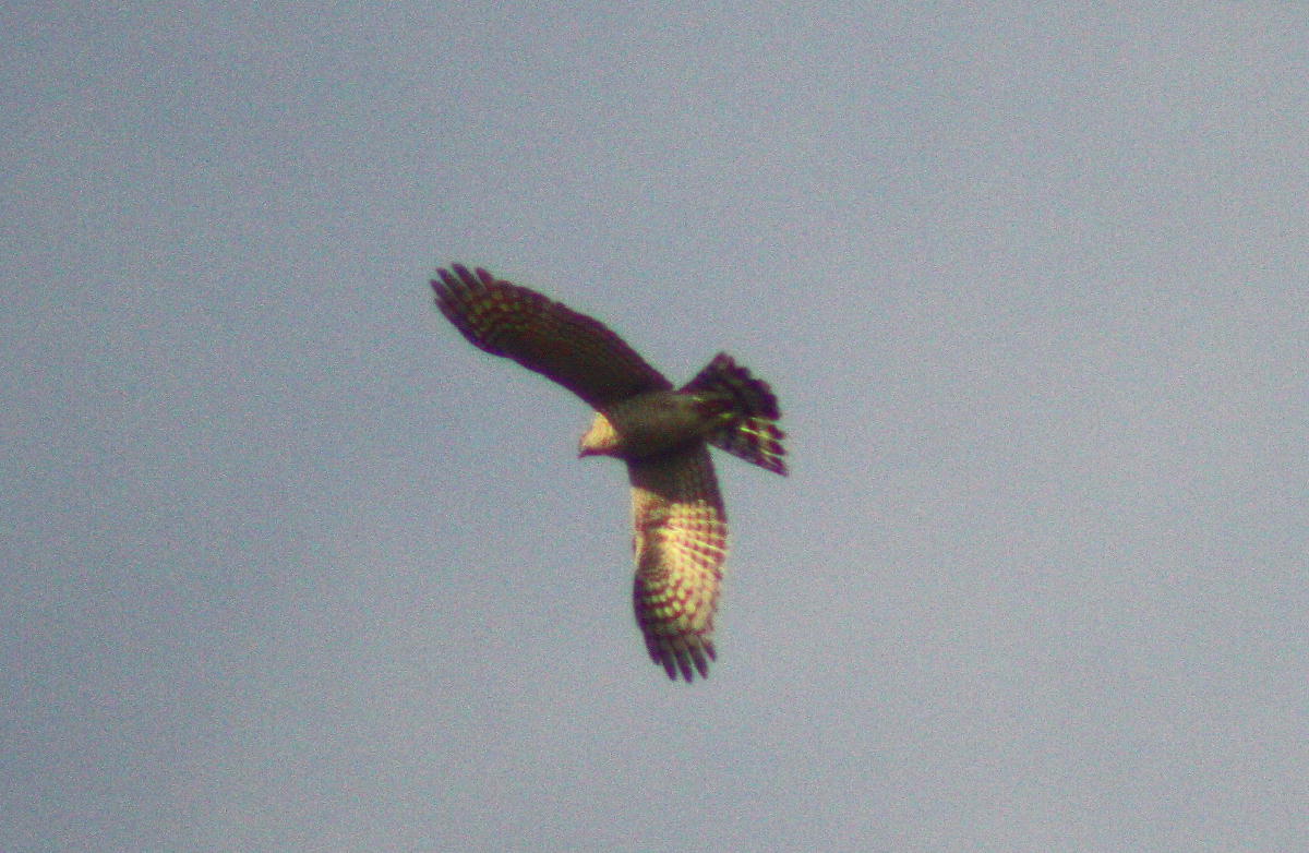a0053771_14322464.jpg
