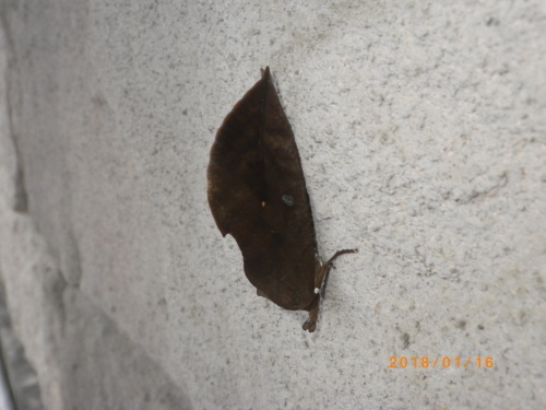 アケビ コノハ_e0290580_21314618.jpg