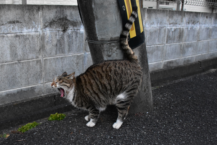 だって猫も鳥も好きだもん (^o^)_c0049299_20514915.jpg