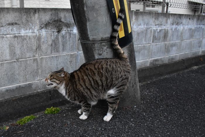 だって猫も鳥も好きだもん (^o^)_c0049299_20521069.jpg