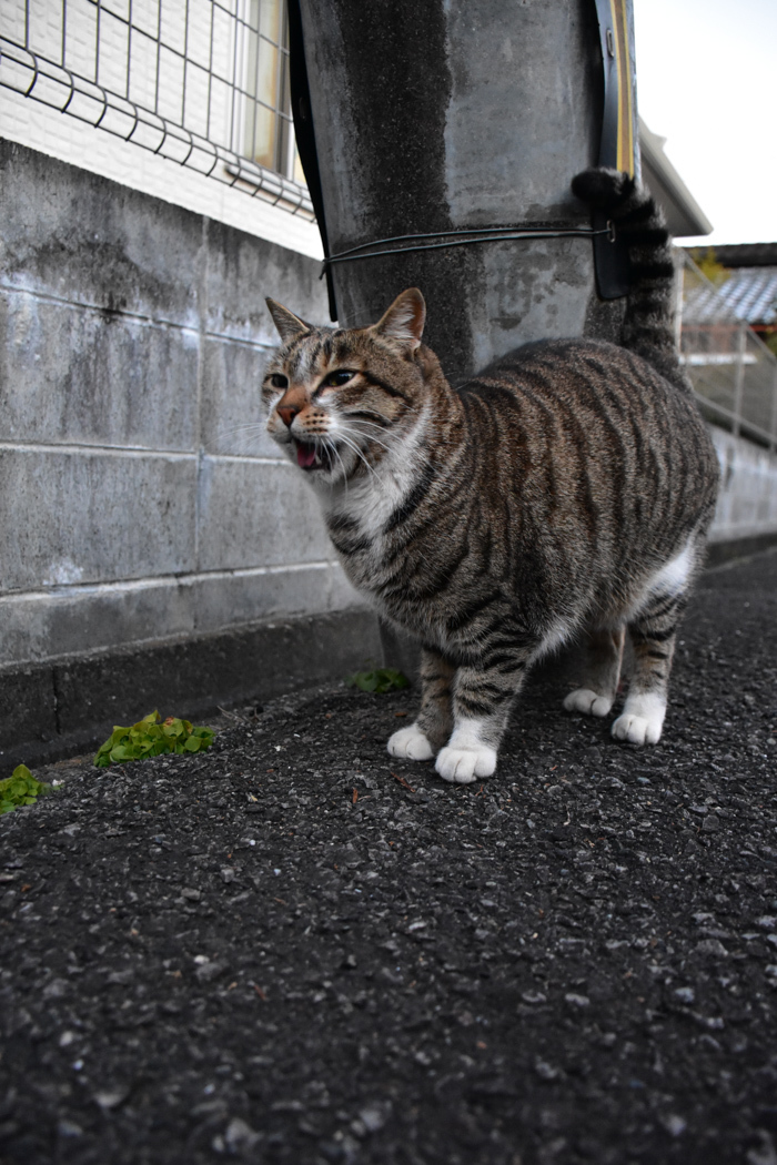 だって猫も鳥も好きだもん (^o^)_c0049299_20532185.jpg