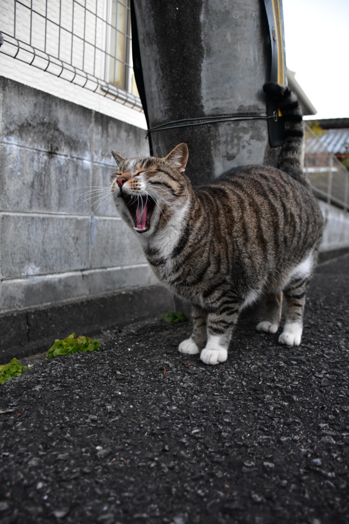 だって猫も鳥も好きだもん (^o^)_c0049299_20543036.jpg