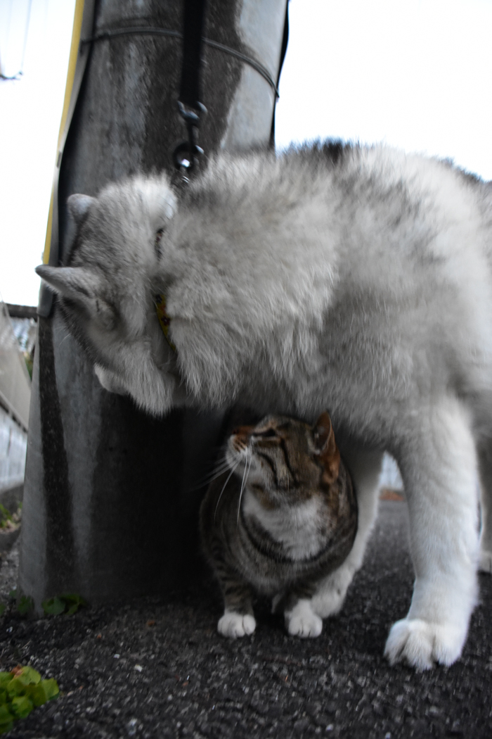だって猫も鳥も好きだもん (^o^)_c0049299_20563171.jpg