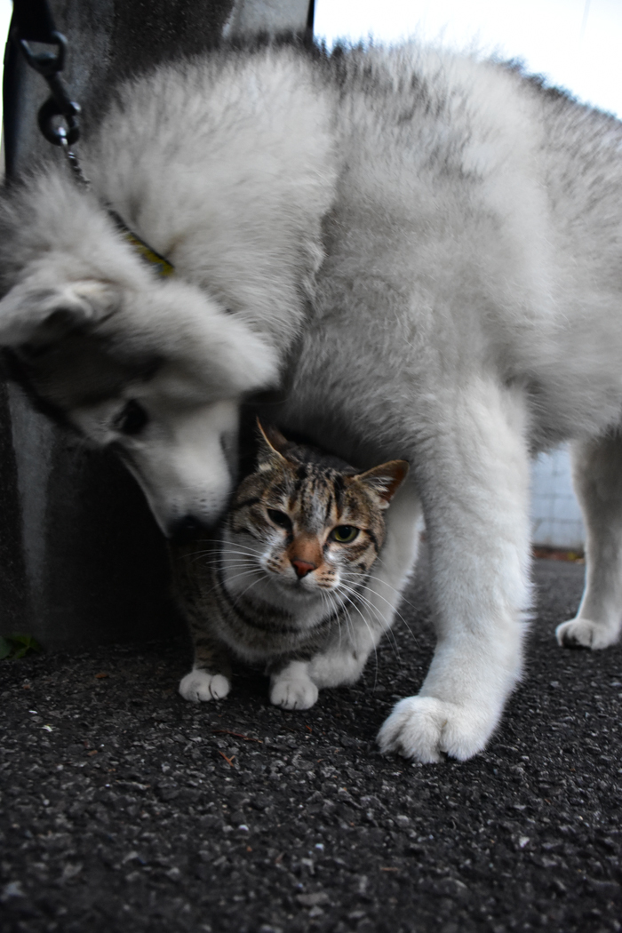 だって猫も鳥も好きだもん (^o^)_c0049299_20571045.jpg