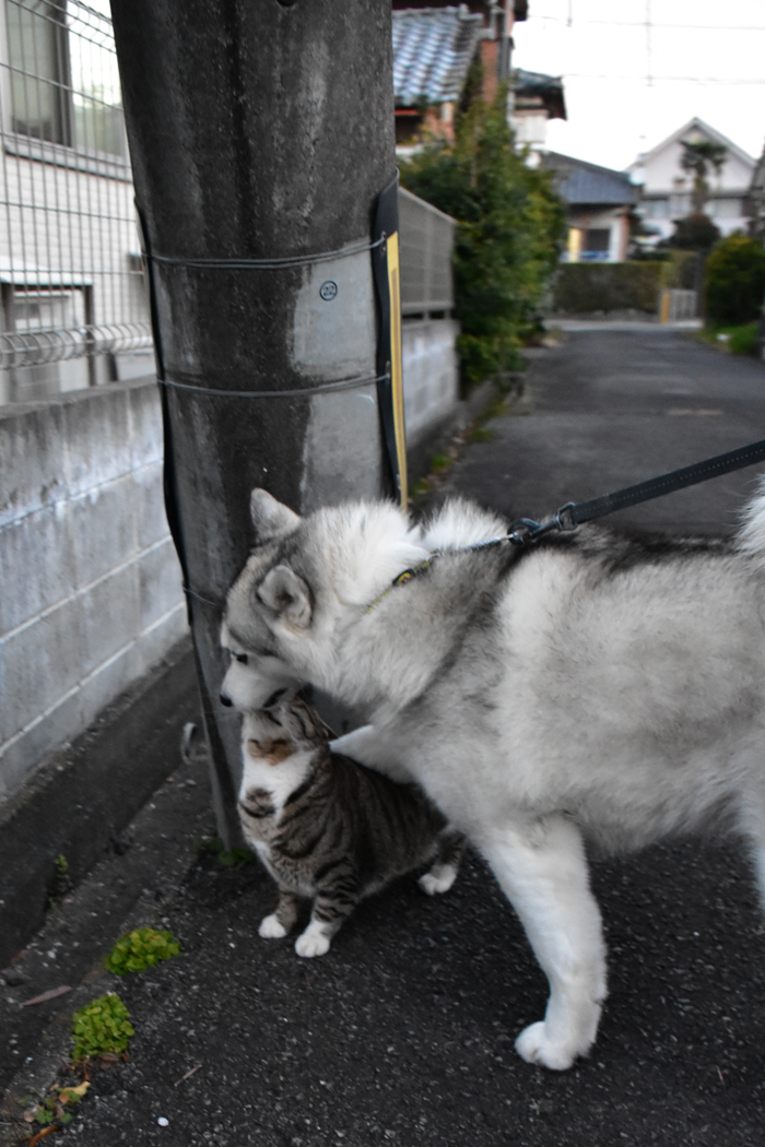 だって猫も鳥も好きだもん (^o^)_c0049299_20573539.jpg