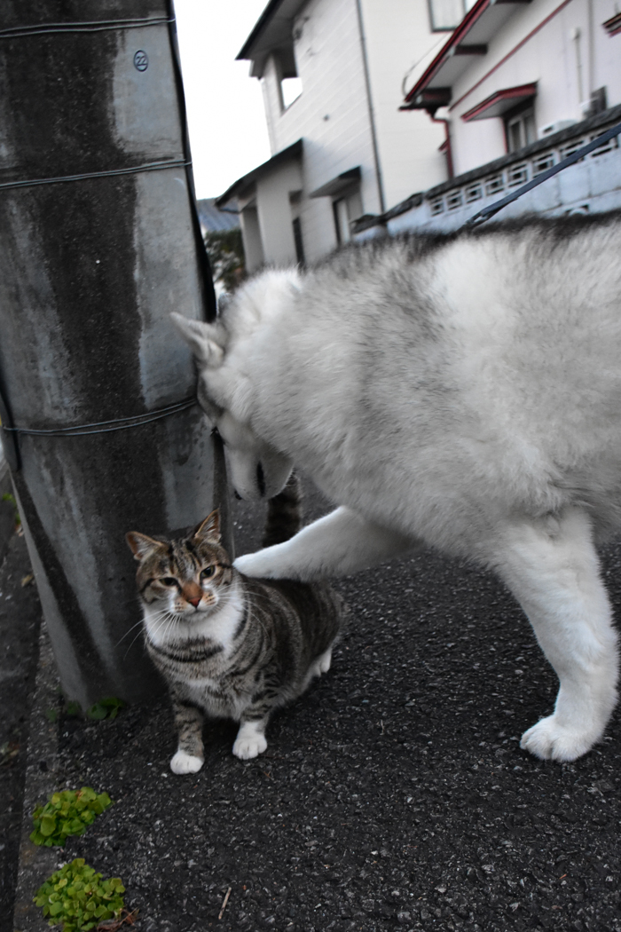 だって猫も鳥も好きだもん (^o^)_c0049299_20582714.jpg