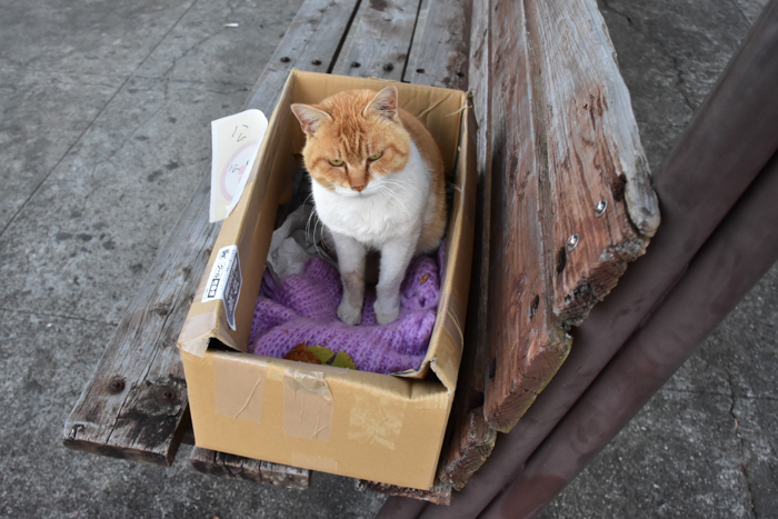 だって猫も鳥も好きだもん (^o^)_c0049299_21005948.jpg