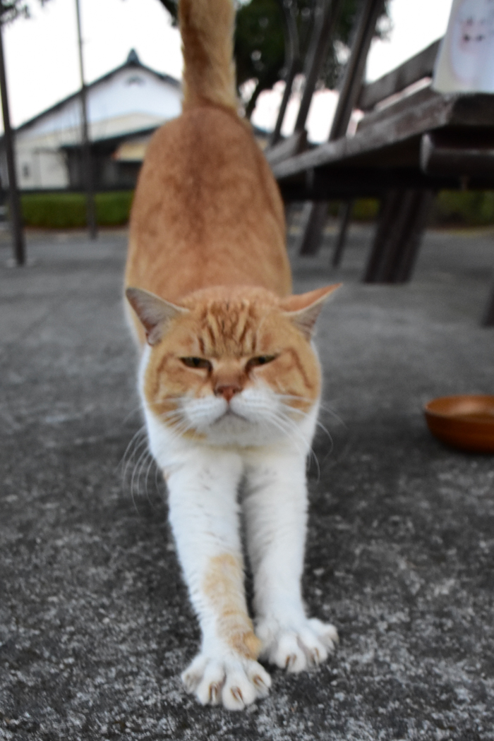 だって猫も鳥も好きだもん (^o^)_c0049299_21014704.jpg