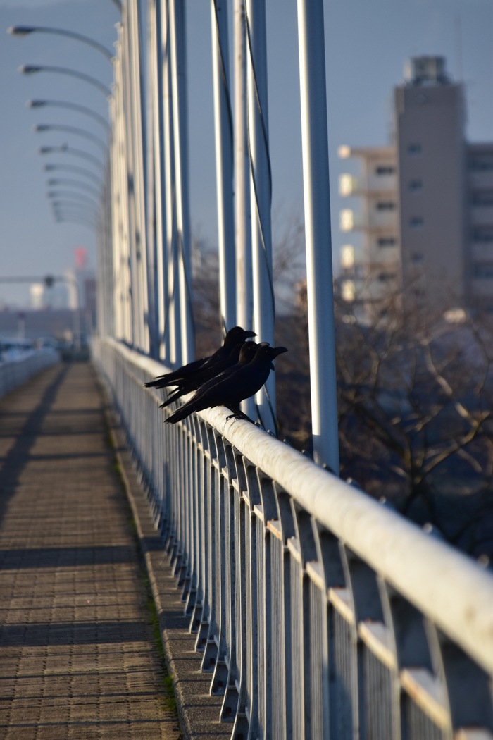 だって猫も鳥も好きだもん (^o^)_c0049299_21094694.jpg
