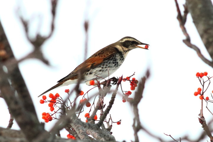 長都沼のオオハクチョウ　ほか_c0360399_20555254.jpg