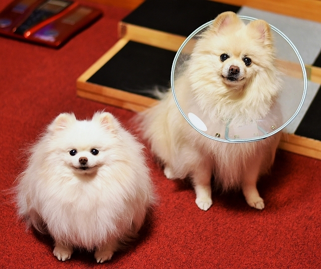 家族だから_d0360206_03000796.jpg