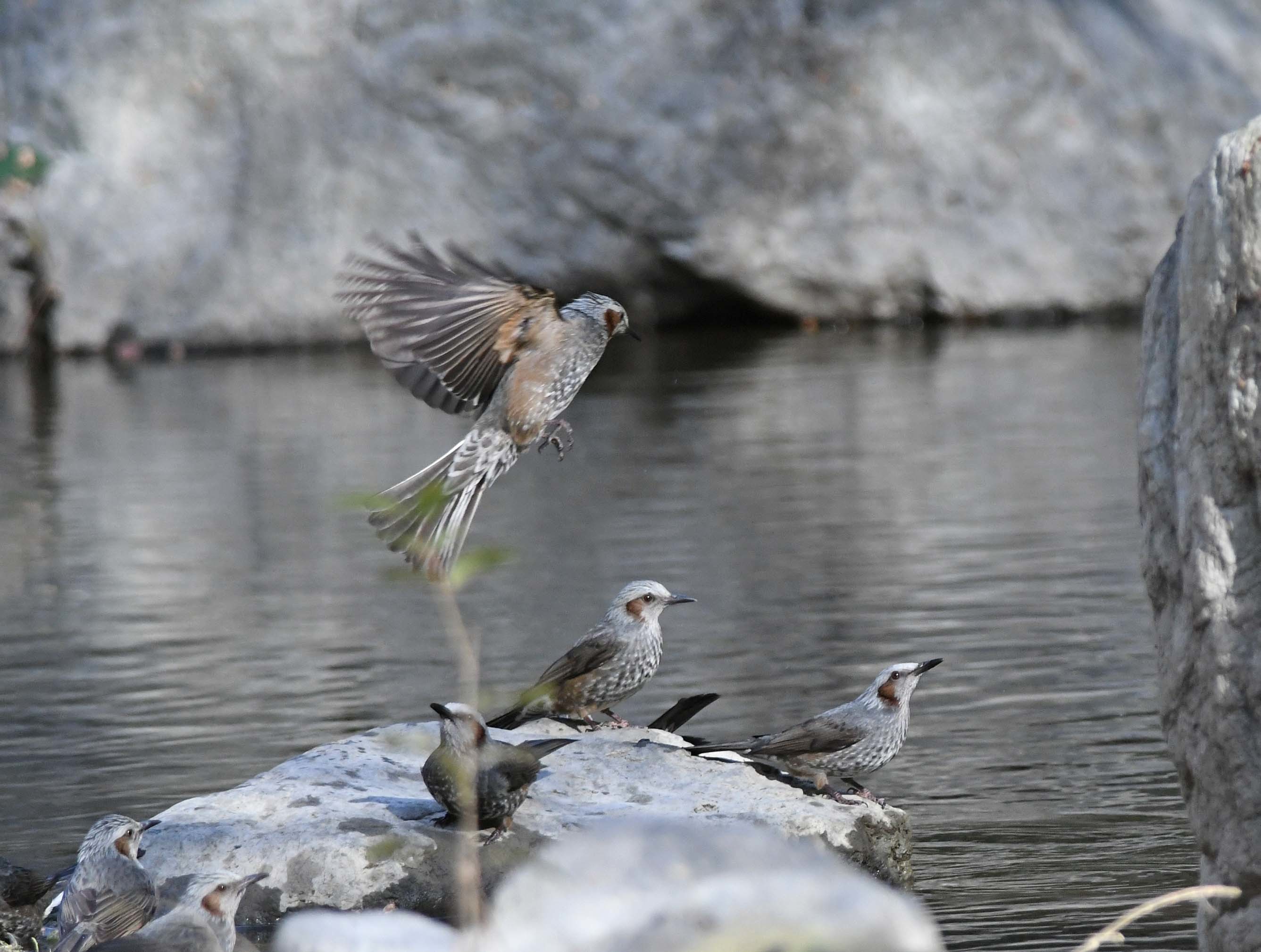 ヒヨドリ＆カイツブリの羽ばたき特集！！_b0365011_16163198.jpg