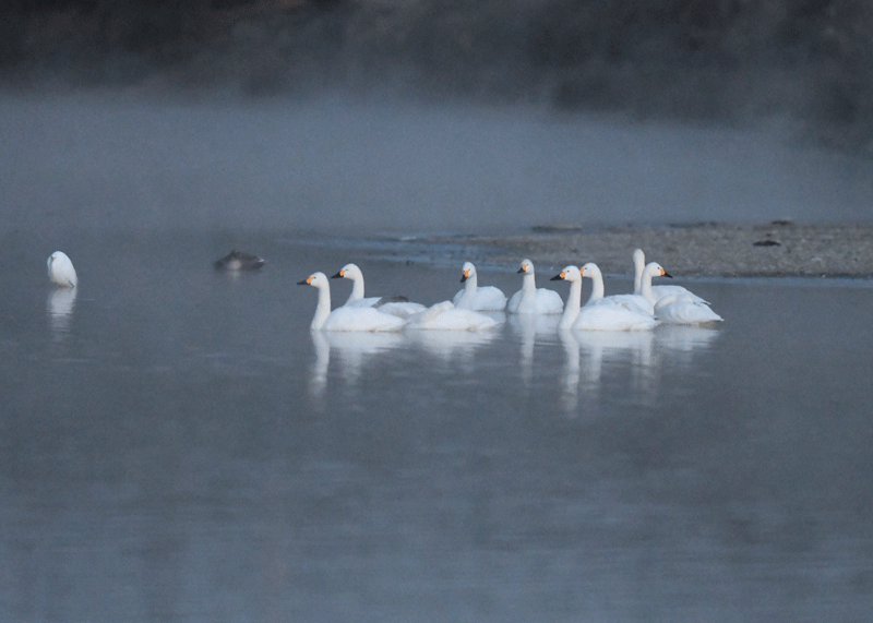 d0290240_14043428.gif