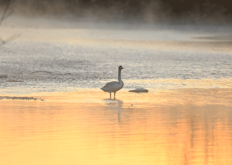 d0290240_14055926.gif