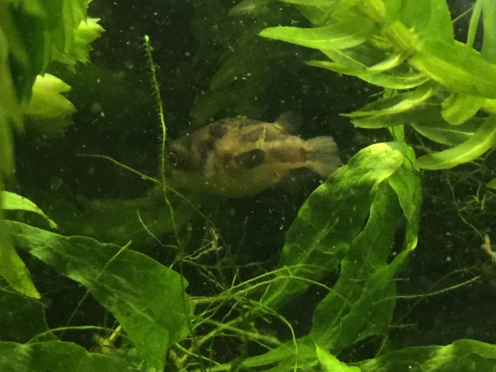 エビふぐ水槽コケ取り対策_d0067943_20322976.jpeg