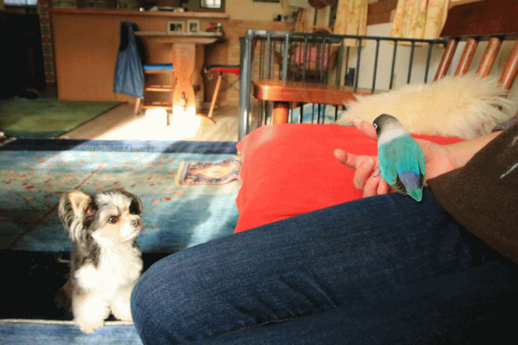 c0145250_11015713.gif