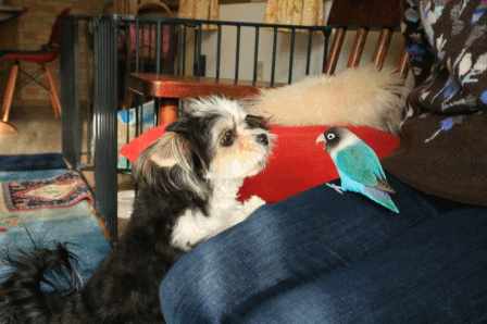 c0145250_11021450.gif