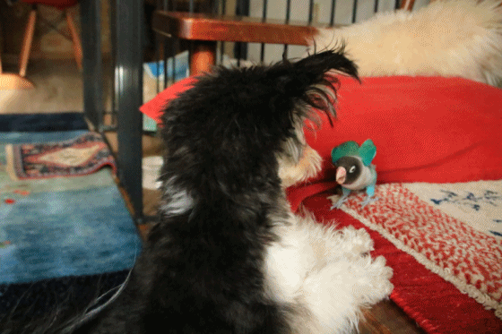 c0145250_11023169.gif