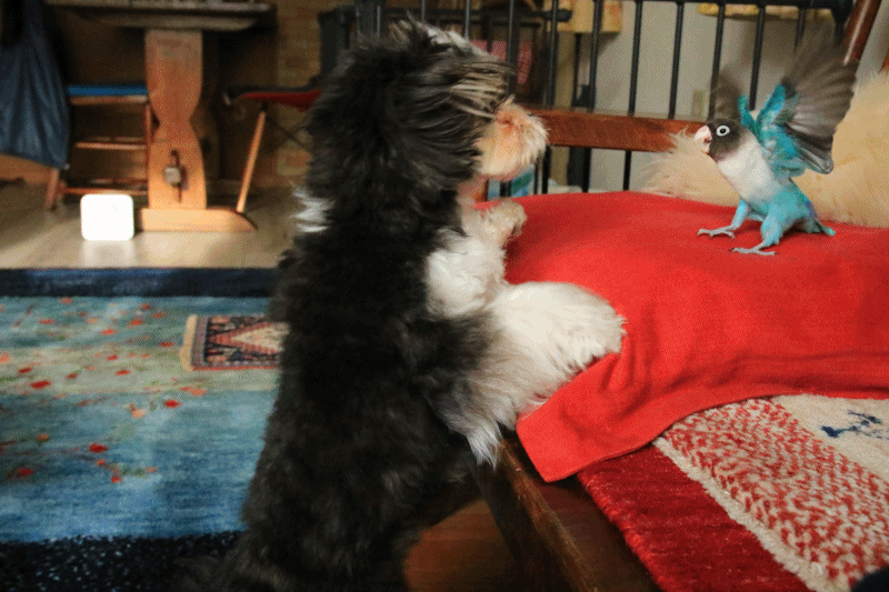 c0145250_11024517.gif